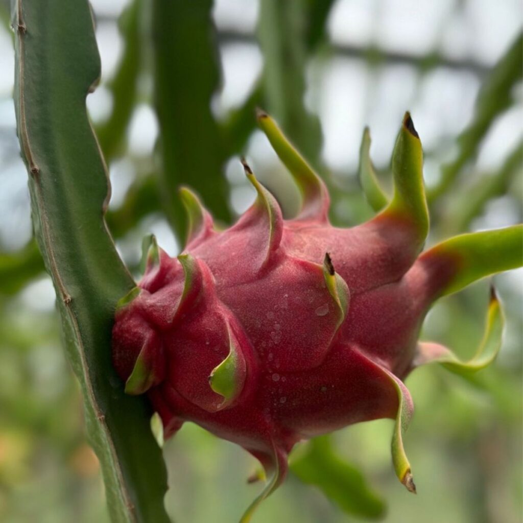 Dragon Fruit - Pitahaya