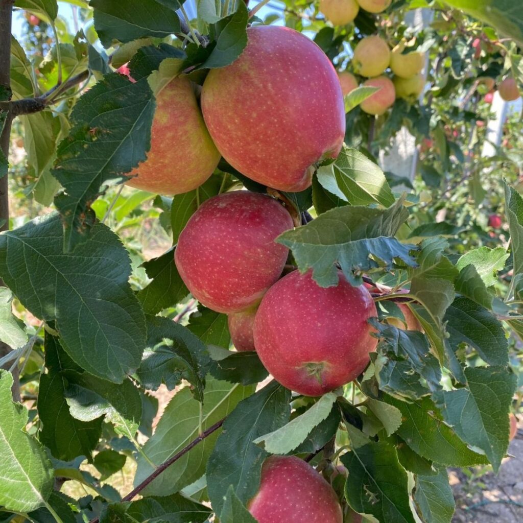 Apple Harvest Season 2022 Begins in Türkiye’s Orchards