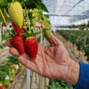 Berries